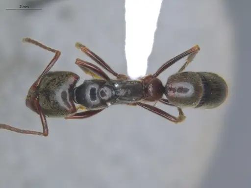 Pachycondyla procidua - ECOFOG-BAF19-0046-07