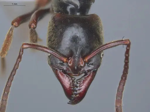 Pachycondyla procidua - ECOFOG-BAF19-0046-07