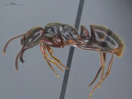 Pachycondyla procidua - ECOFOG-BAF19-0046-07