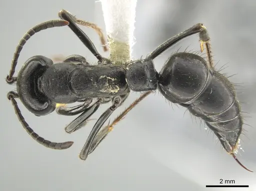 Pachycondyla purpurascens specimen