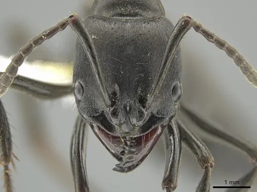 Pachycondyla purpurascens specimen