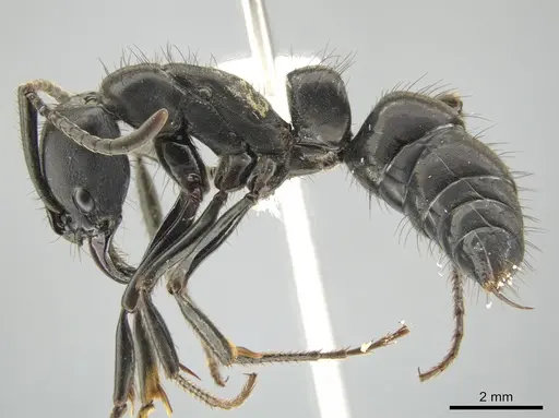 Pachycondyla purpurascens specimen