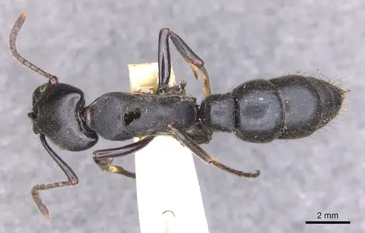 Pachycondyla purpurascens - CASENT0902515