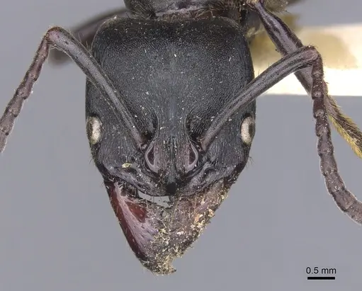 Pachycondyla purpurascens - CASENT0902515