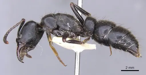 Pachycondyla purpurascens - CASENT0902515