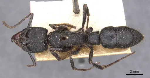 Pachycondyla purpurascens - CASENT0907248