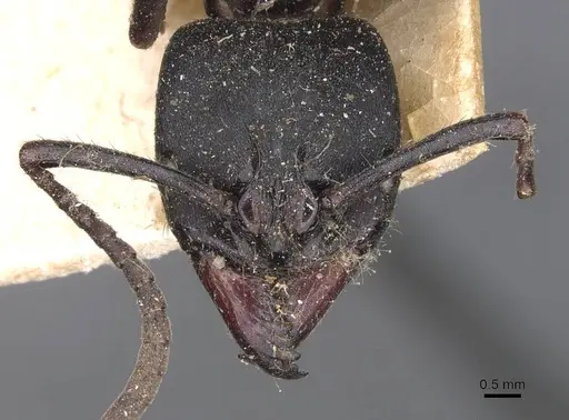 Pachycondyla purpurascens - CASENT0907248