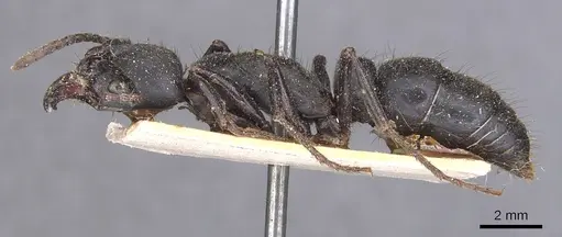 Pachycondyla purpurascens - CASENT0907248