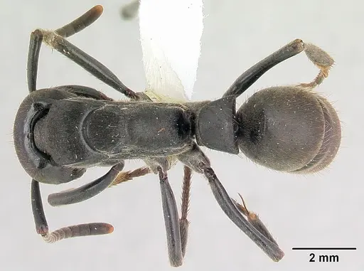 Pachycondyla striata specimen