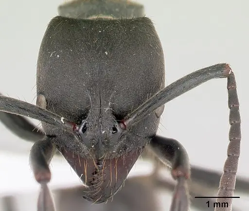 Pachycondyla striata specimen