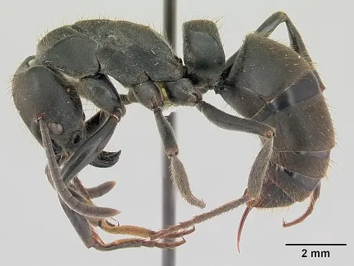 Pachycondyla striata specimen