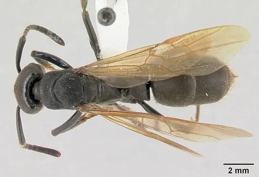Pachycondyla striata - CASENT0178186