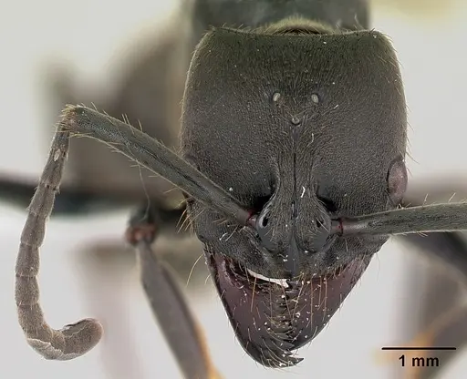 Pachycondyla striata - CASENT0178186