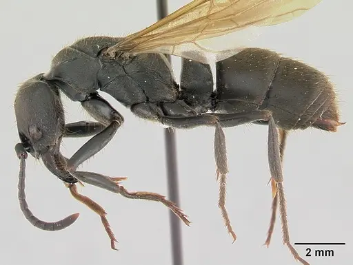 Pachycondyla striata - CASENT0178186