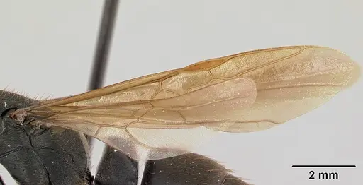 Pachycondyla striata - CASENT0178186