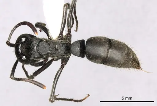 Pachycondyla striata - CASENT0249158