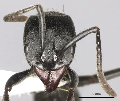 Pachycondyla striata - CASENT0249158