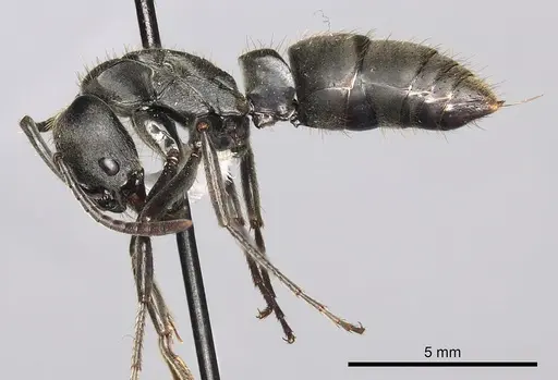 Pachycondyla striata - CASENT0249158