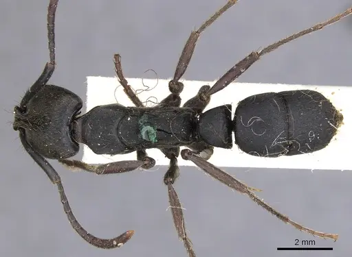 Pachycondyla striata - CASENT0901359