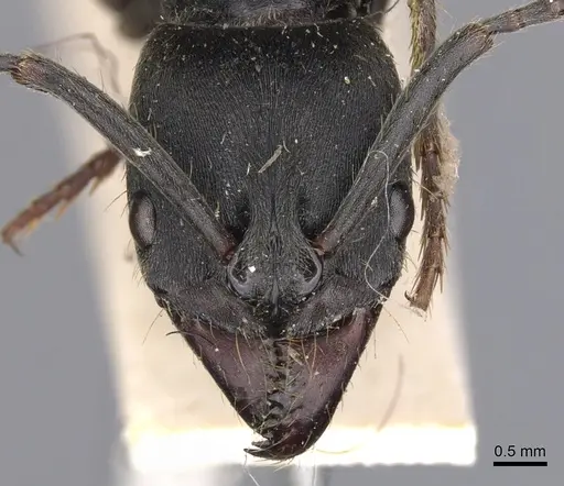 Pachycondyla striata - CASENT0901359