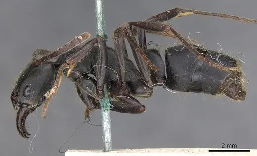 Pachycondyla striata - CASENT0901359