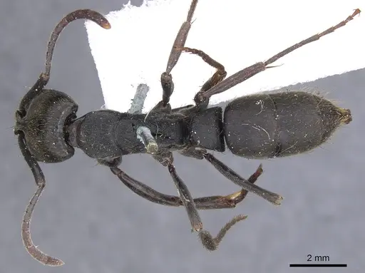 Pachycondyla striata - CASENT0902514