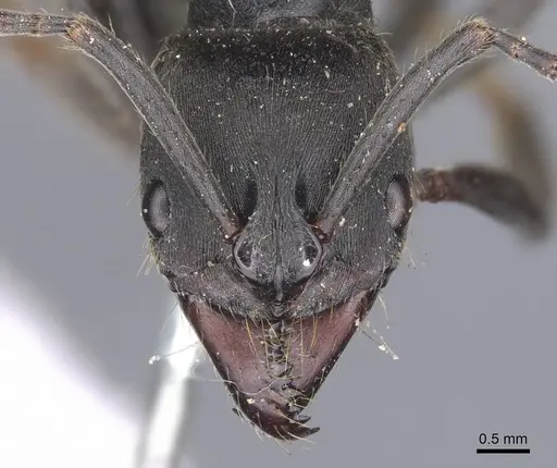 Pachycondyla striata - CASENT0902514