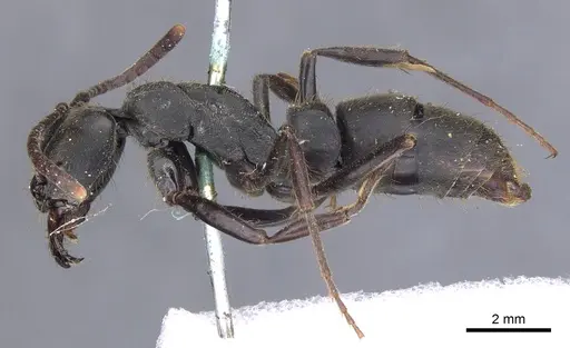 Pachycondyla striata - CASENT0902514