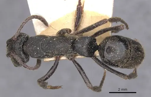 Pachycondyla striata - CASENT0915275