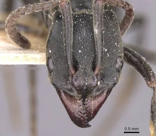 Pachycondyla striata - CASENT0915275