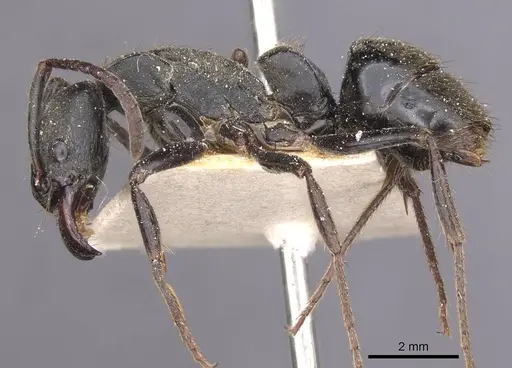 Pachycondyla striata - CASENT0915275