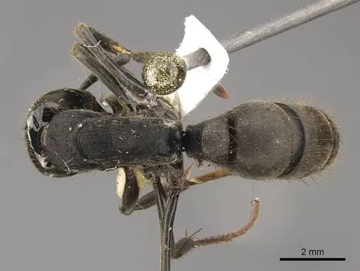 Pachycondyla striata - CASENT0923096