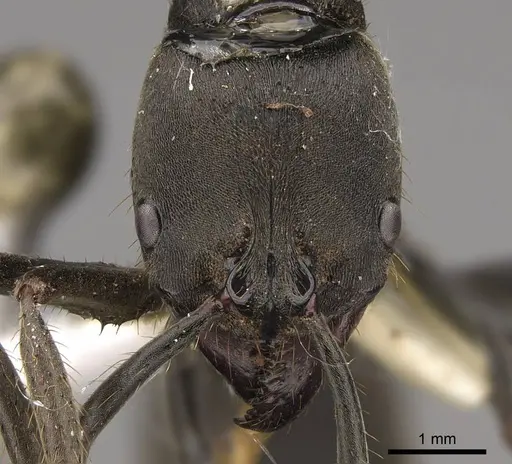 Pachycondyla striata - CASENT0923096