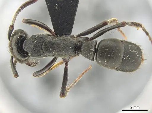 Pachycondyla striata - UFV-LABECOL-000291