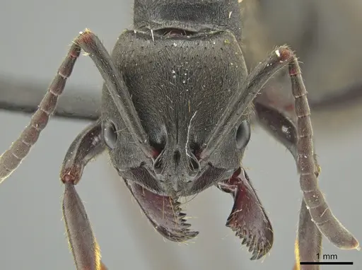 Pachycondyla striata - UFV-LABECOL-000291