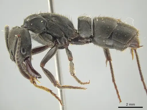 Pachycondyla striata - UFV-LABECOL-000291