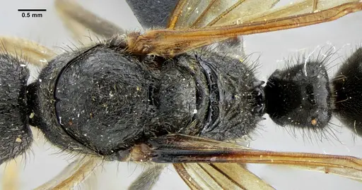 Pachycondyla striata - UFV-LABECOL-001933