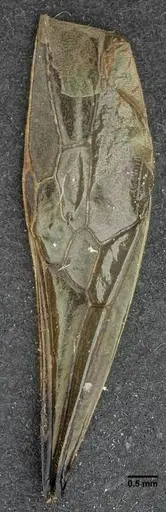 Pachycondyla striata - UFV-LABECOL-001933