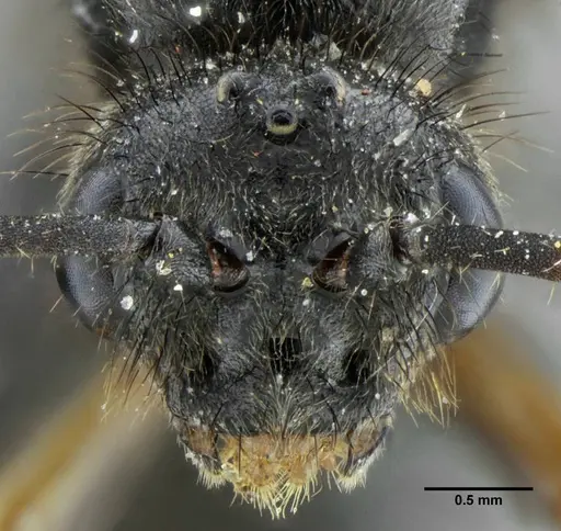 Pachycondyla striata - UFV-LABECOL-001933