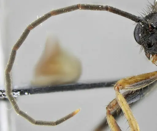 Pachycondyla striata - UFV-LABECOL-001933