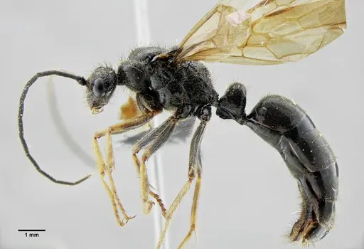 Pachycondyla striata - UFV-LABECOL-001933