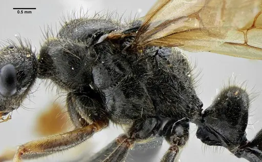 Pachycondyla striata - UFV-LABECOL-001933