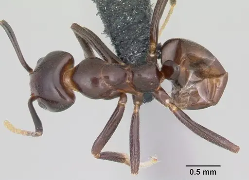 Papyrius nitidus specimen