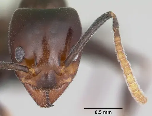 Papyrius nitidus specimen