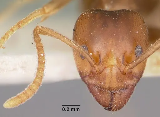 Papyrius nitidus - CASENT0104657