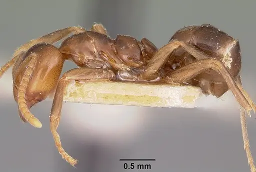 Papyrius nitidus - CASENT0104657