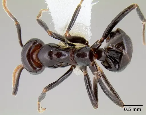 Papyrius nitidus - CASENT0106012