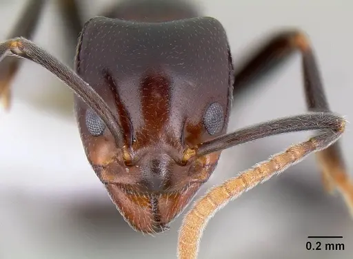 Papyrius nitidus - CASENT0106012