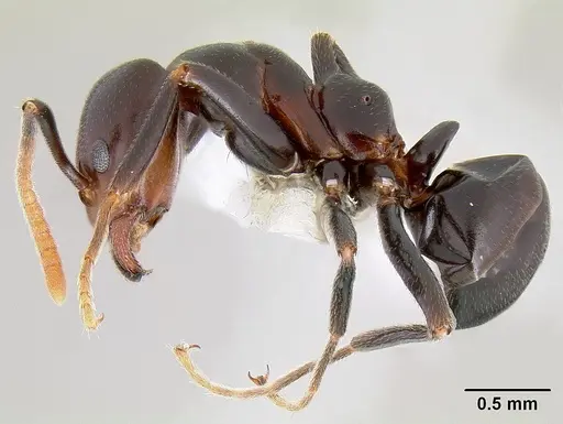 Papyrius nitidus - CASENT0106012