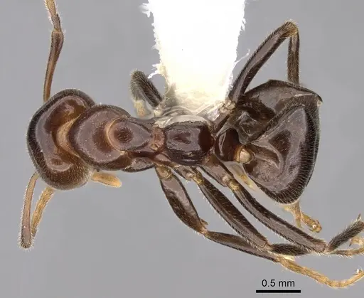 Papyrius nitidus - CASENT0249756